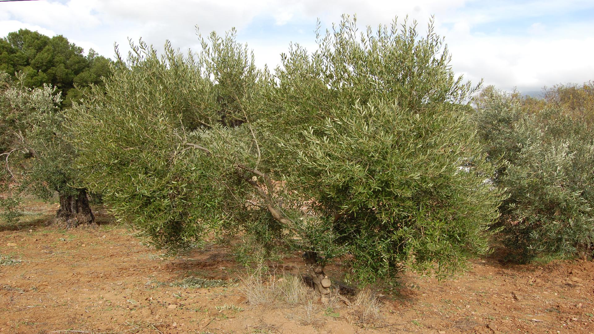Adopteer een olijfboom via Olivarera!