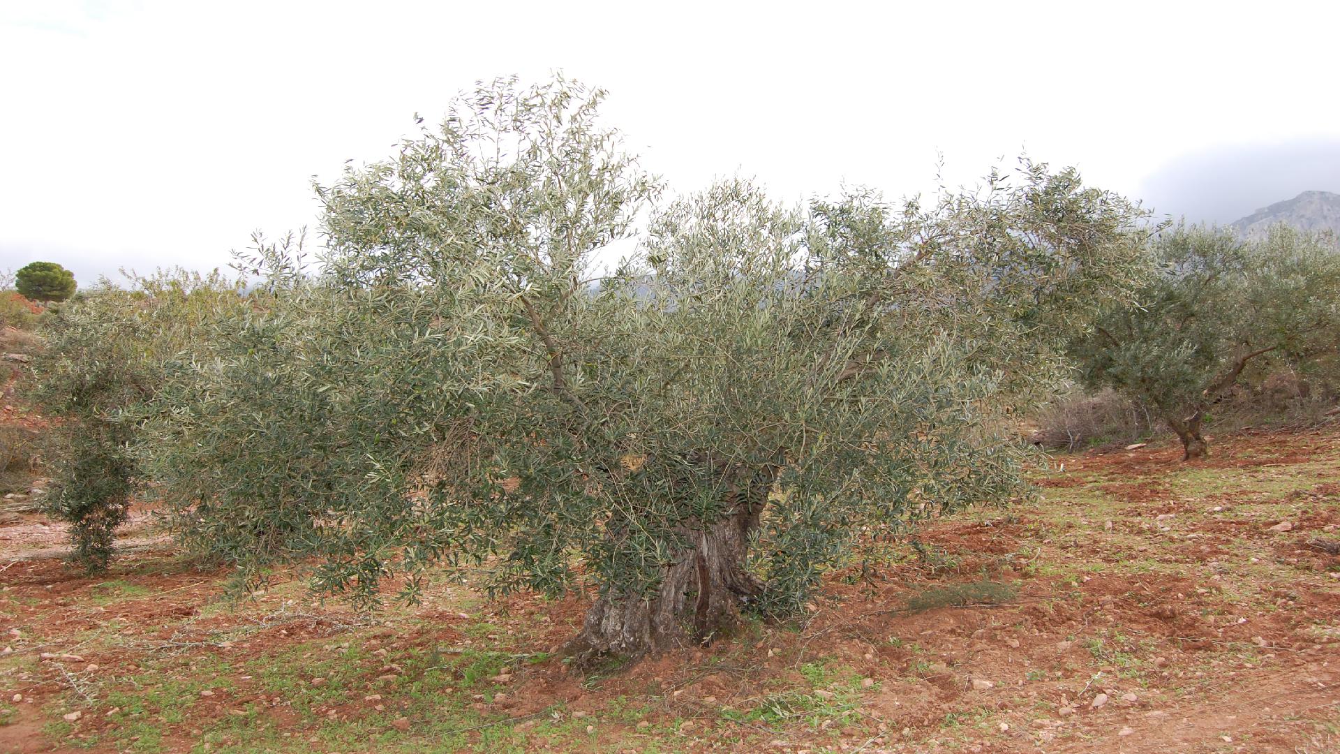 Adopteer een olijfboom via www.Olivarera.eu!