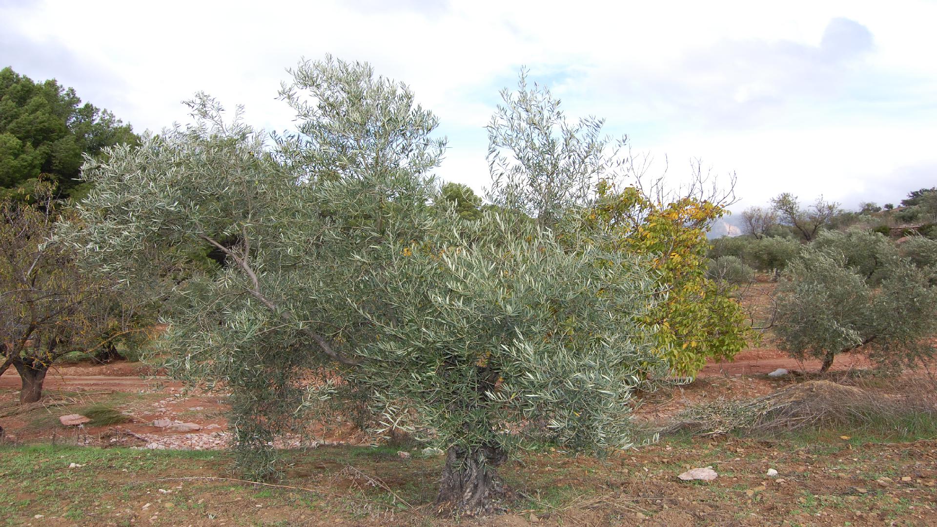 Adopteer een olijfboom. Check www.olivarera.eu