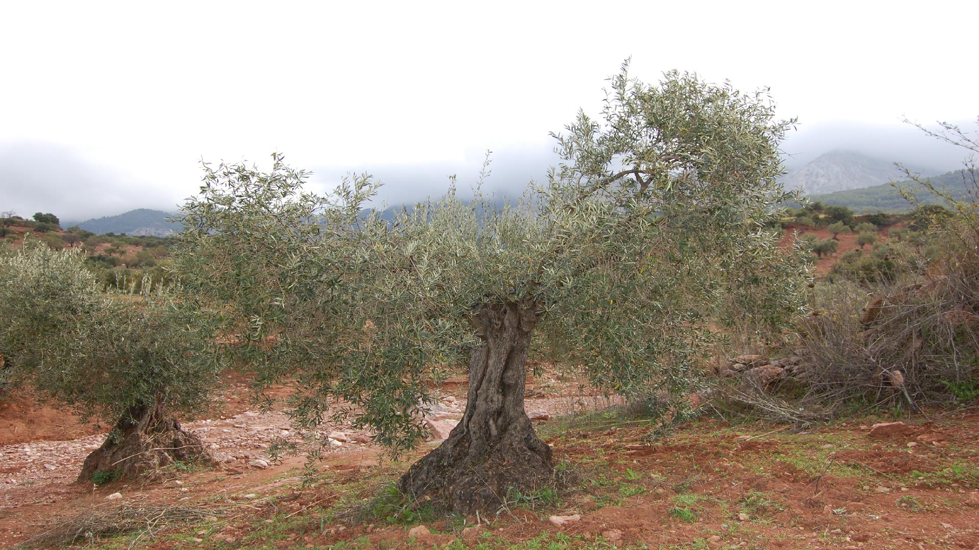 Adopteer een olijfboom www.olivarera.eu