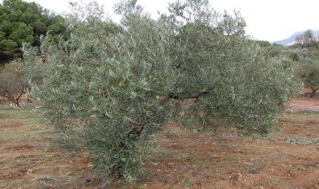 GL011 _ adopteer een olijfboom en ontvang biolobische olijfolie thuis uit de olijfgaard