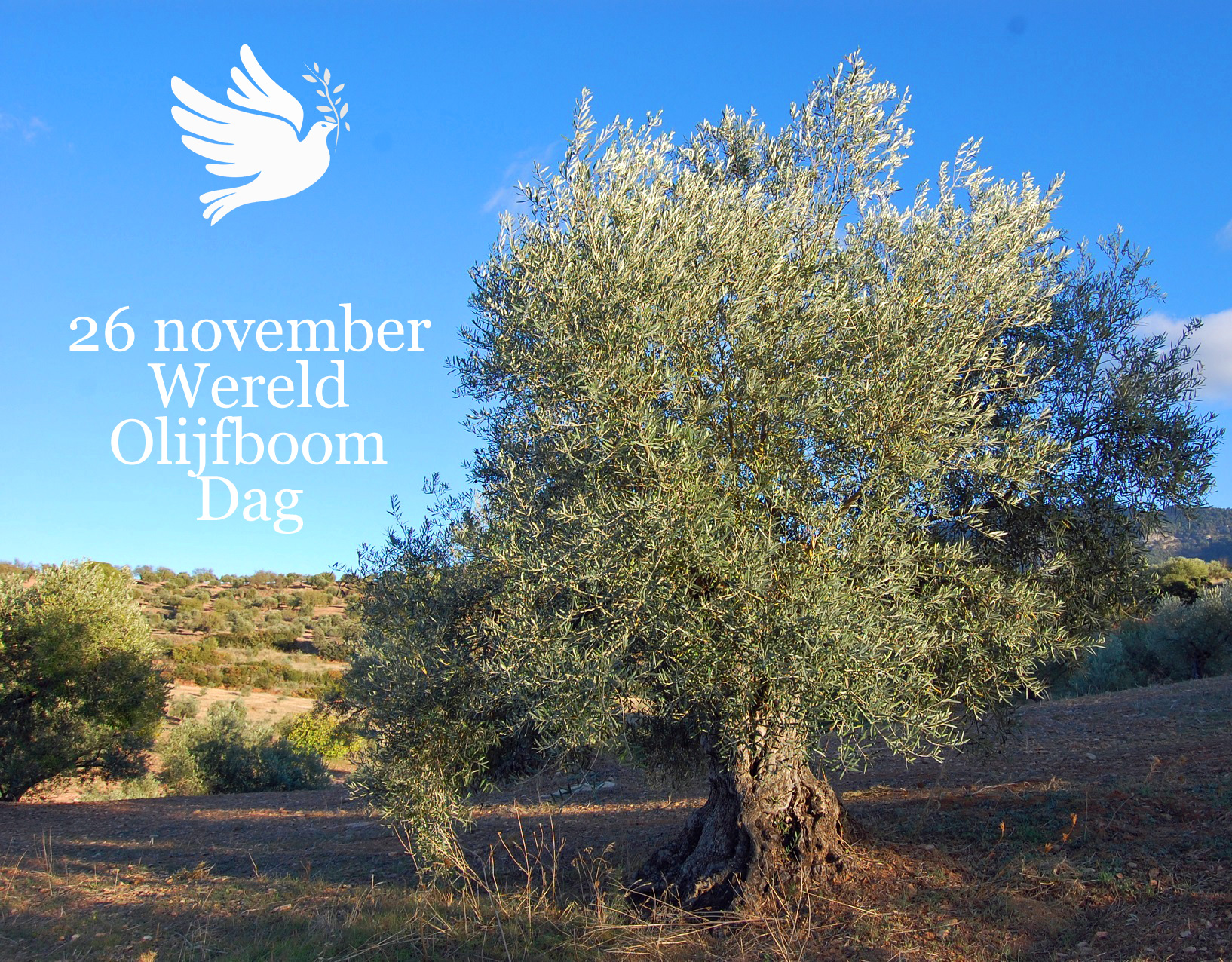 Adopteer een olijfboom op wereld olijfboom dag